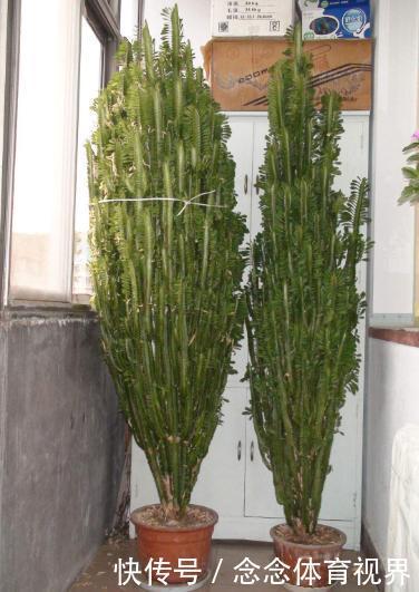 家里客厅适合养什么花?此3款对身体好,还能纳福又聚财