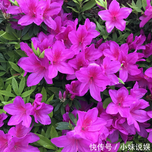 喜欢在家中养护漂亮的花卉，就选择花色绚丽，多姿耀眼的3种花卉