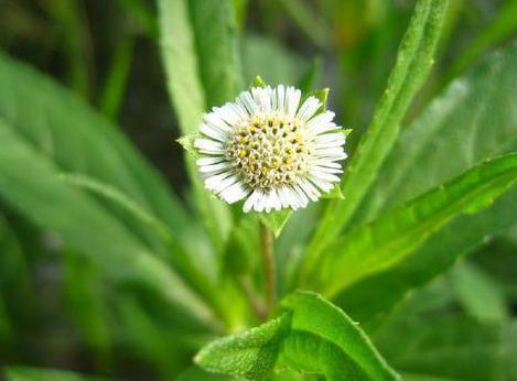 中医|“早生白发”最好用的方子,2味中药泡茶饮,补虚又乌发