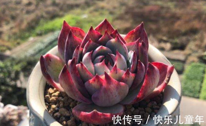 喜欢多肉推荐你养这6种,冬天上色红彤彤,吉祥喜庆惹人爱