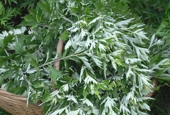 止痒|惊呆了！夏天用艾草煮水，竟有这些神奇功效