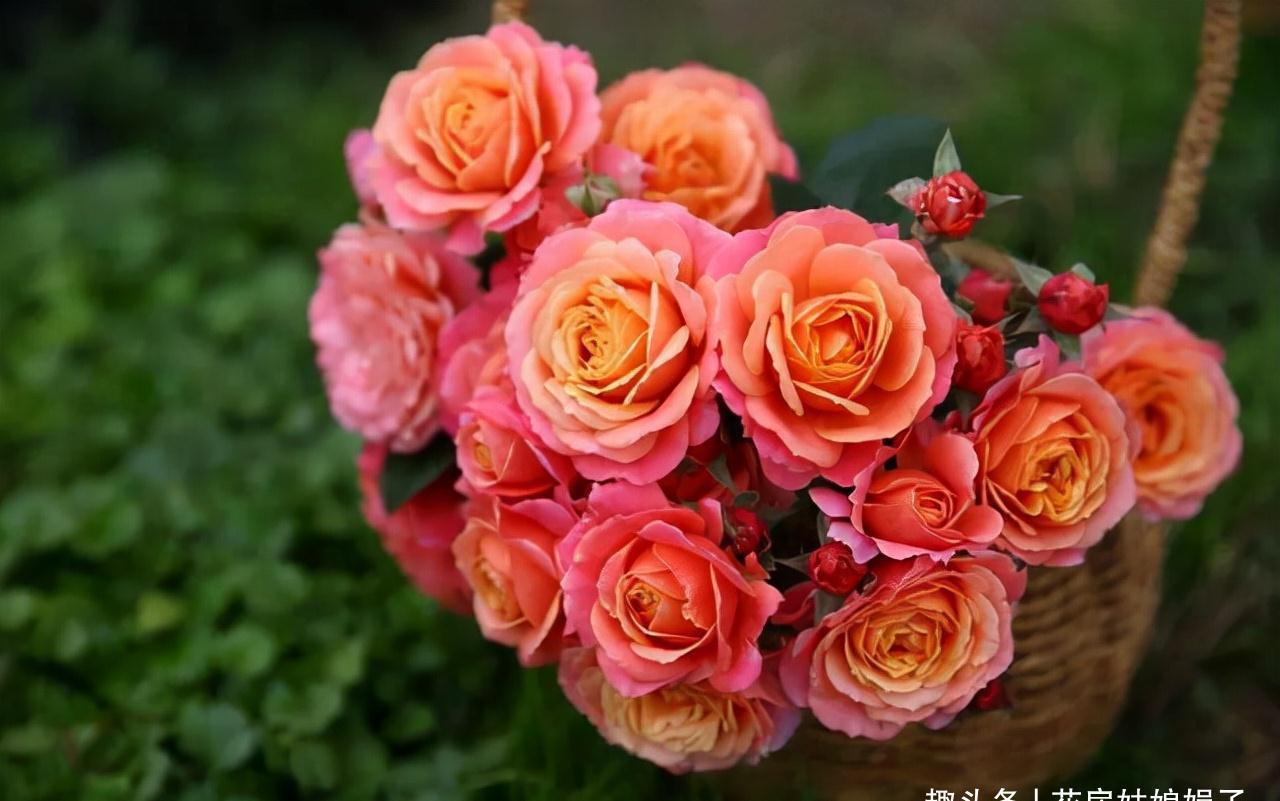 一个家里能栽得下去多少品种的月季？朋友家的小花园告诉你