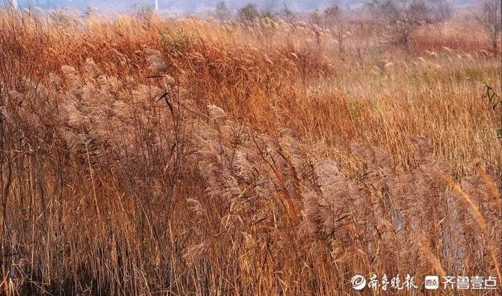 冬韵|狄花飞舞美如古诗，大沽河冬韵迷人