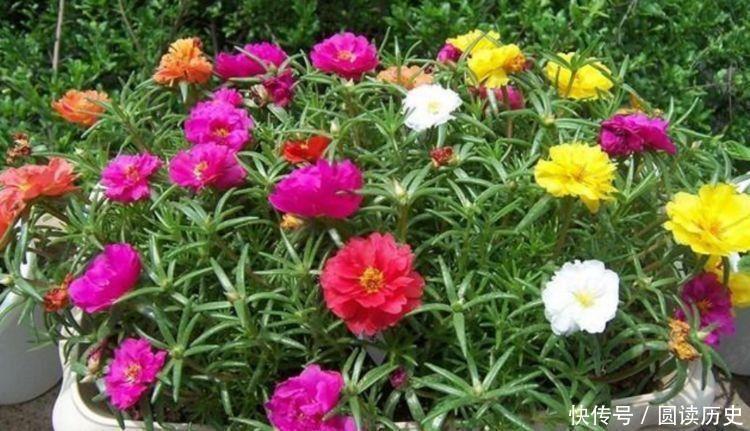 四季|4种花现在入手刚刚好,沾土就活,轻松开爆盆,四季有花赏