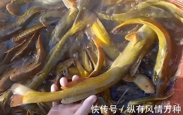 渔获|广西一男子钓获“奇怪”黄辣丁,有人说是“牛尾巴”,这鱼好吃吗