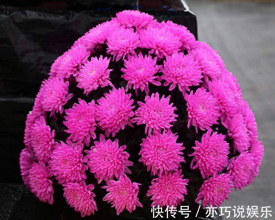 花苞|想让菊花“开花多”，9月开始做3点，花苞大、花朵密，太迷人