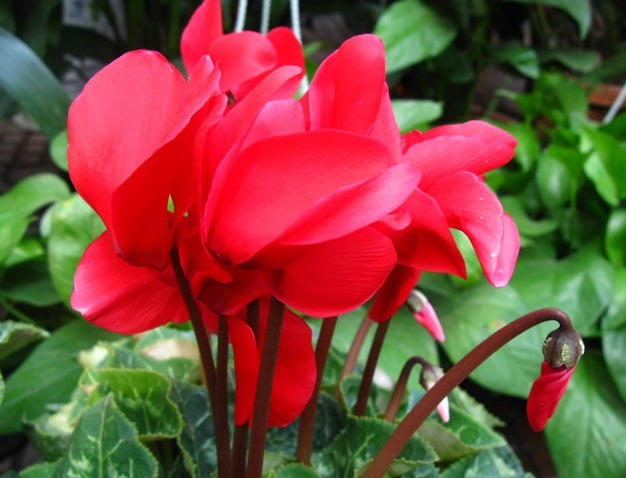 喜欢菊花,不如养盆“盆花之王”仙客来,花繁叶茂,色彩鲜艳