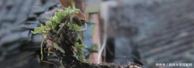 什么是盆景盆景制作方法!