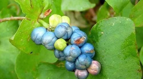 一味草药,是治皮杀手锏,湿疹、荨麻疹、带状疱疹,它都能通治