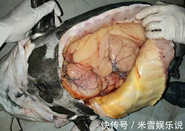 巨鲶|有人珠江钓起“大嘴巨鲶”,几十斤重,钓鱼人:一肚子鱼籽