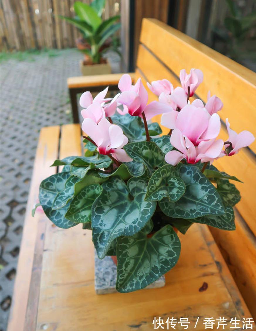 5种花，被称为冬天的“开花机器”，现在养一盆，过年正好赏花