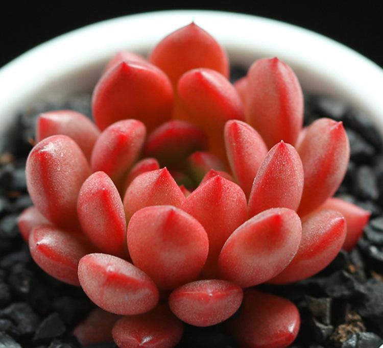 光照|颜值超高的红宝石多肉，生长快易爆盆，更容易逆袭，花瓣重重叠叠