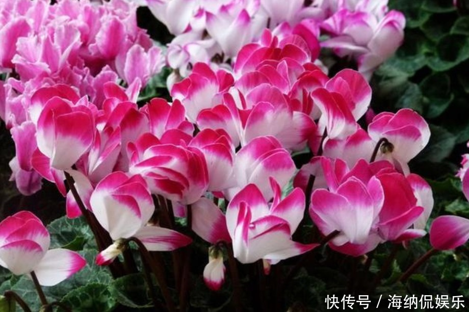 家里阳台养此款花,新手也能养爆盆,好养又漂亮,开花特别多!