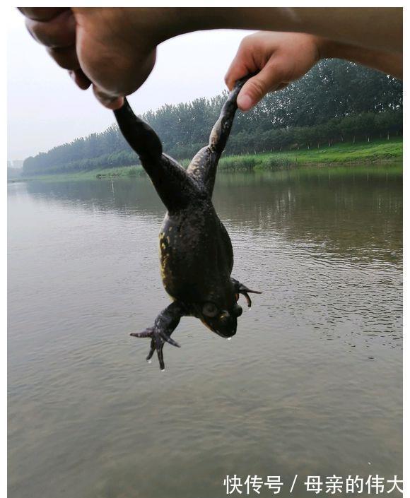 大水过后，河里来了一群“大嘴怪”，当地钓鱼人：鱼快被吃光了