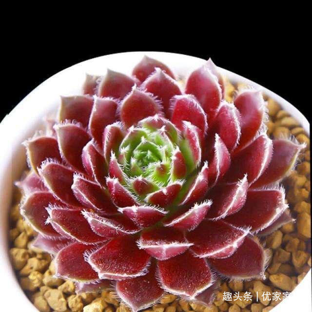 罗宾|喜欢养多肉就挑漂亮的养,12款迷人的紫色多肉,好看还好养