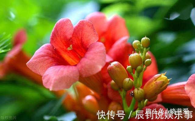 3种“爬墙”植物,种在院子里,就是天然“背景墙”,漂亮又好养