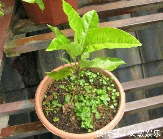 盆里“插1根”枝条,15天发芽,2个月成“果树”,1年结果!