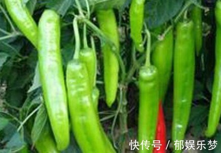 湿润|养花不如用塑料袋种辣椒，简单方便又高产100斤，能吃还能卖