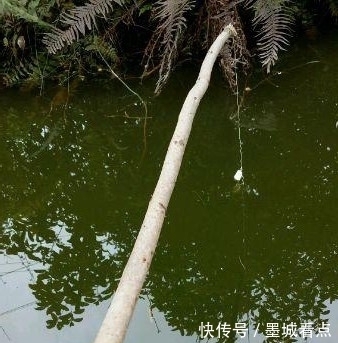 鱼钩|没想到还能这样钓鱼,一看就是个高手