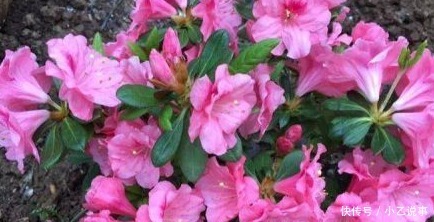 10种花,别着急往屋里搬,放外面冻20天,明年开花才旺