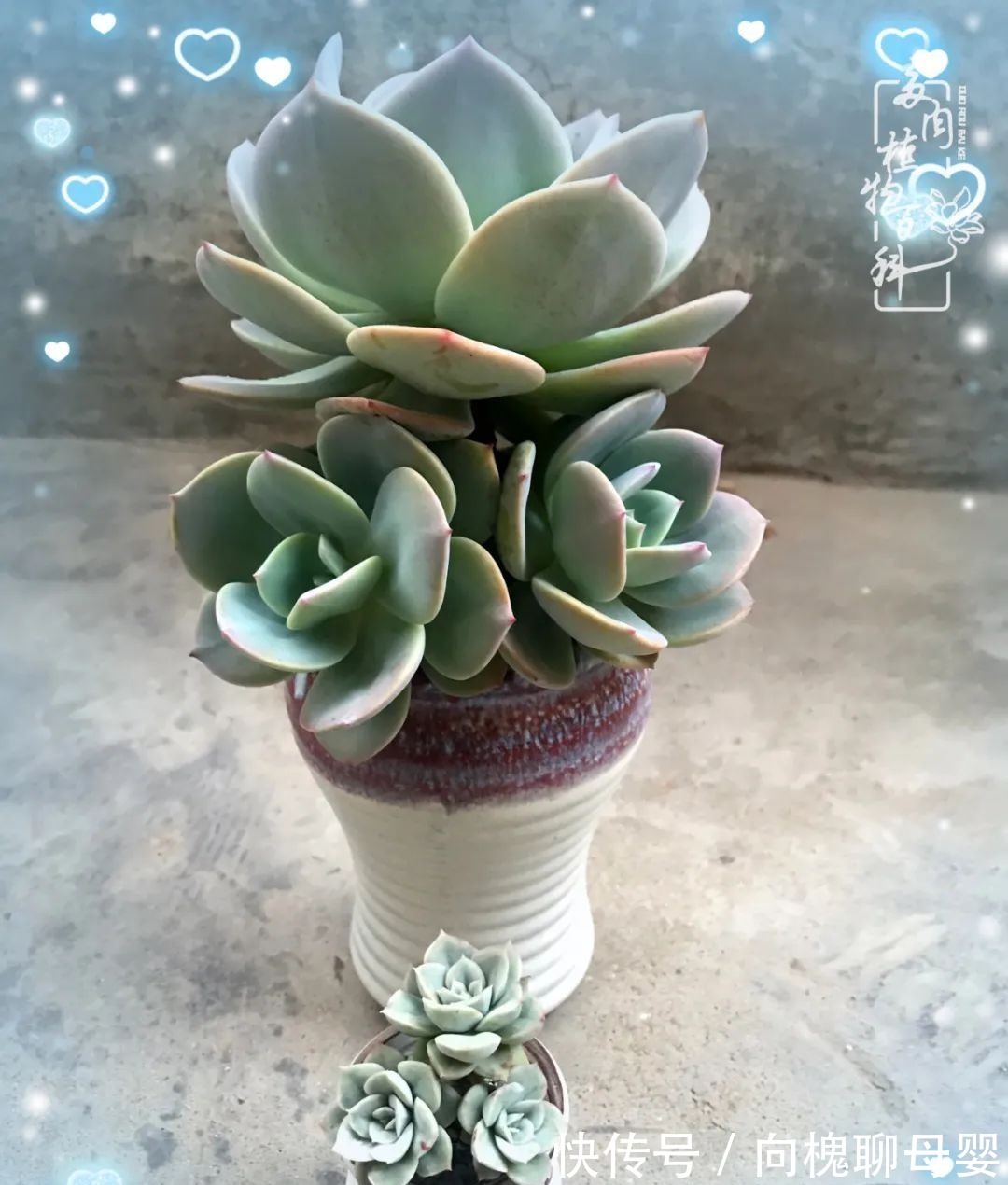 一种爱好就是一种境界,养花养多肉可以培养一个人的心境!