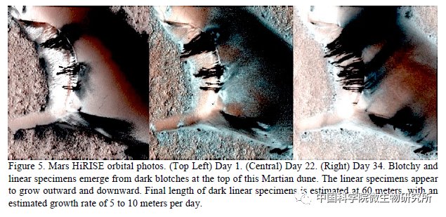 非生物 火星上存在真菌吗？