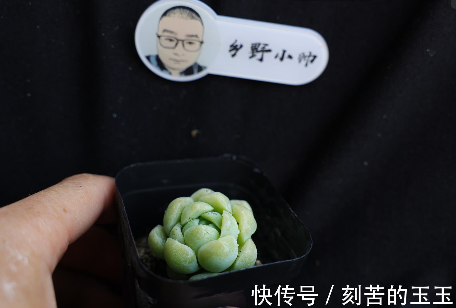 美美|那些美美的多肉,都是这样杂交出来的,小帅告诉你多肉杂交的奥秘