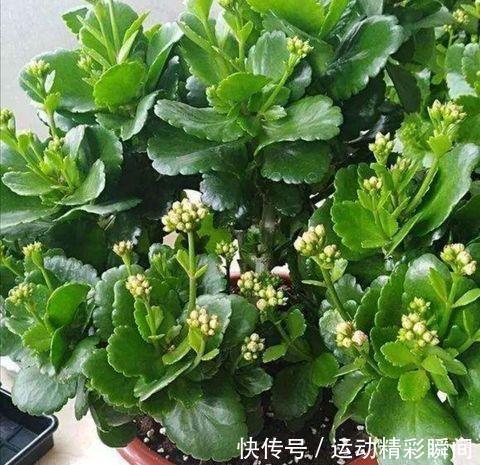 养护|你知道长寿花长花苞后该怎么养护吗