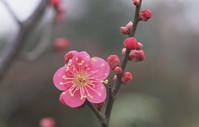 乡愁#小寒时节，腊梅花开，品读《江梅》，感悟杜甫心中浓浓的乡愁