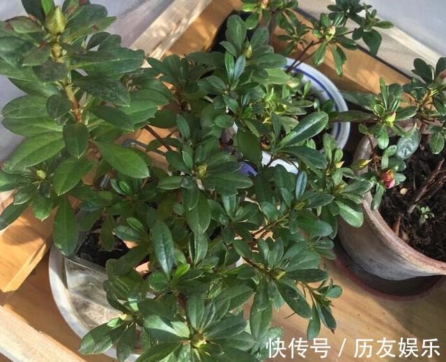 盆栽|室外养杜鹃花,注意5个“细节”,枝繁叶茂,开花满枝,长成老桩