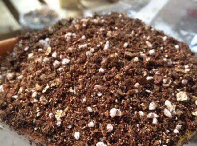 扦插长寿花,喂上2种肥,飞快长成小老桩,阳台开成小花树