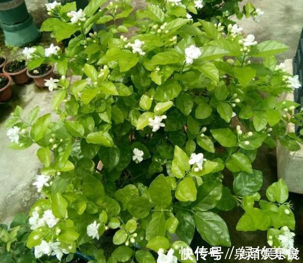 发黄|不会养茉莉花,就按4步走,叶片不发黄,花苞爆满盆