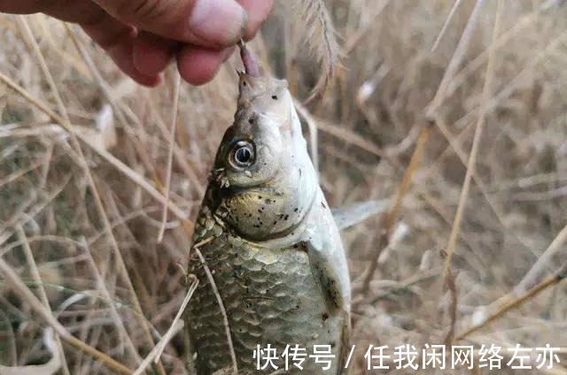 水草|冬天钓鱼怎样判断鱼情判断鱼情的四个做法，是钓有所获的前提