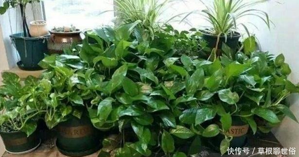 养花浇水需谨记不犯''4个常见错误'',黄叶烂根统统都不见