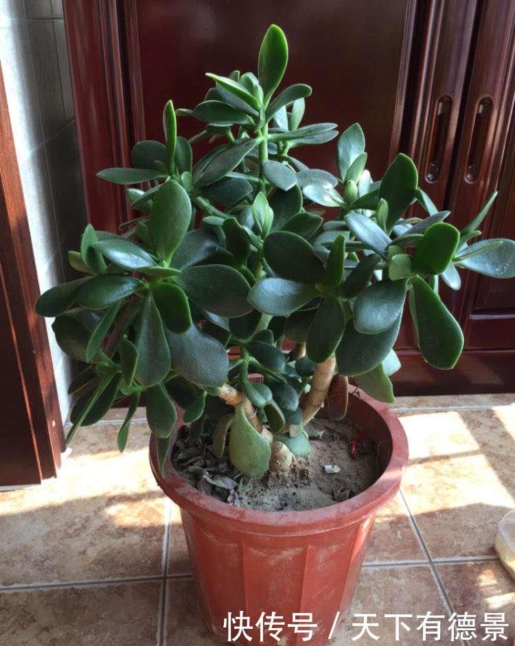 土壤|盆栽玉树,有“3要点”,四季都繁茂叶油绿,枝子更粗壮