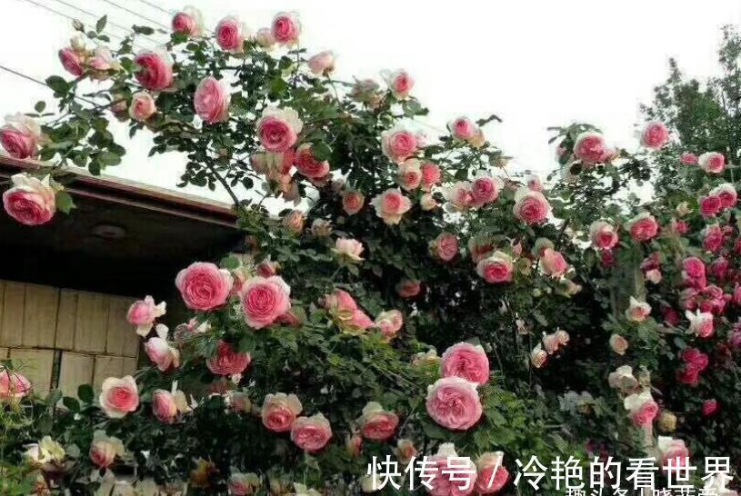 漂亮花|三种“漂亮花”,好养颜值高,却被花友“嫌弃”,不是没道理