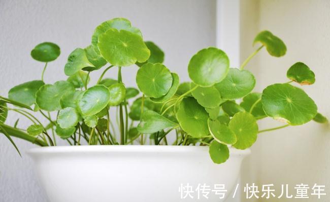 防治|养花,过期肉桂粉,能有效防治害虫