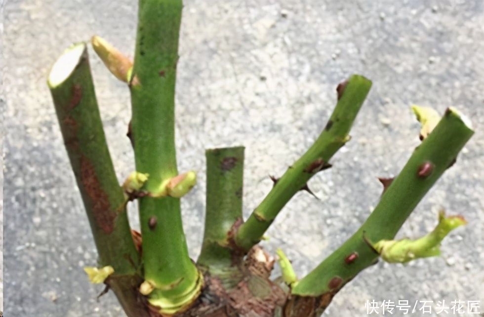 家里有此“4种花”，立春后就得“赶紧”修剪，迟了会影响生长