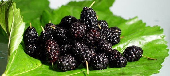 食方|张仲景留下的食方，让桑椹和它组成的“最佳拍档”，提升你的阳气