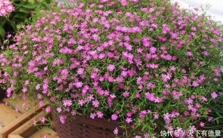 4种花,堪称“开花机器”,花期长、花量大,好养活还不贵