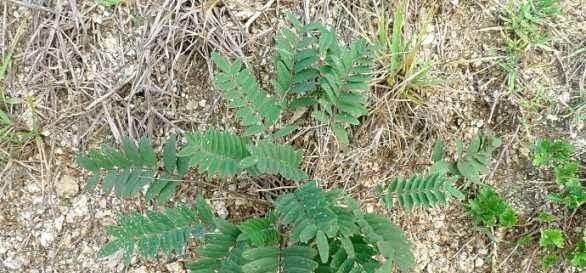 農村一種野草,人稱“米口袋”,藥用價值高,遇見采回家,不虧