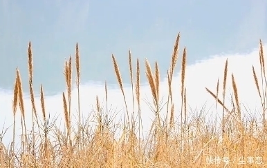 登高揽胜@黄庭坚登高揽胜,这首词充满禅意,令人置身于澄静淡远的境界