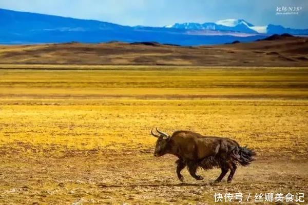 羌塘最惨烈的一次穿越，115人进入仅7人生还