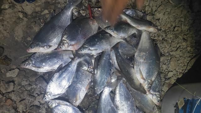 野钓鳊鱼时的实践技巧,老钓友详细讲解,非常实用