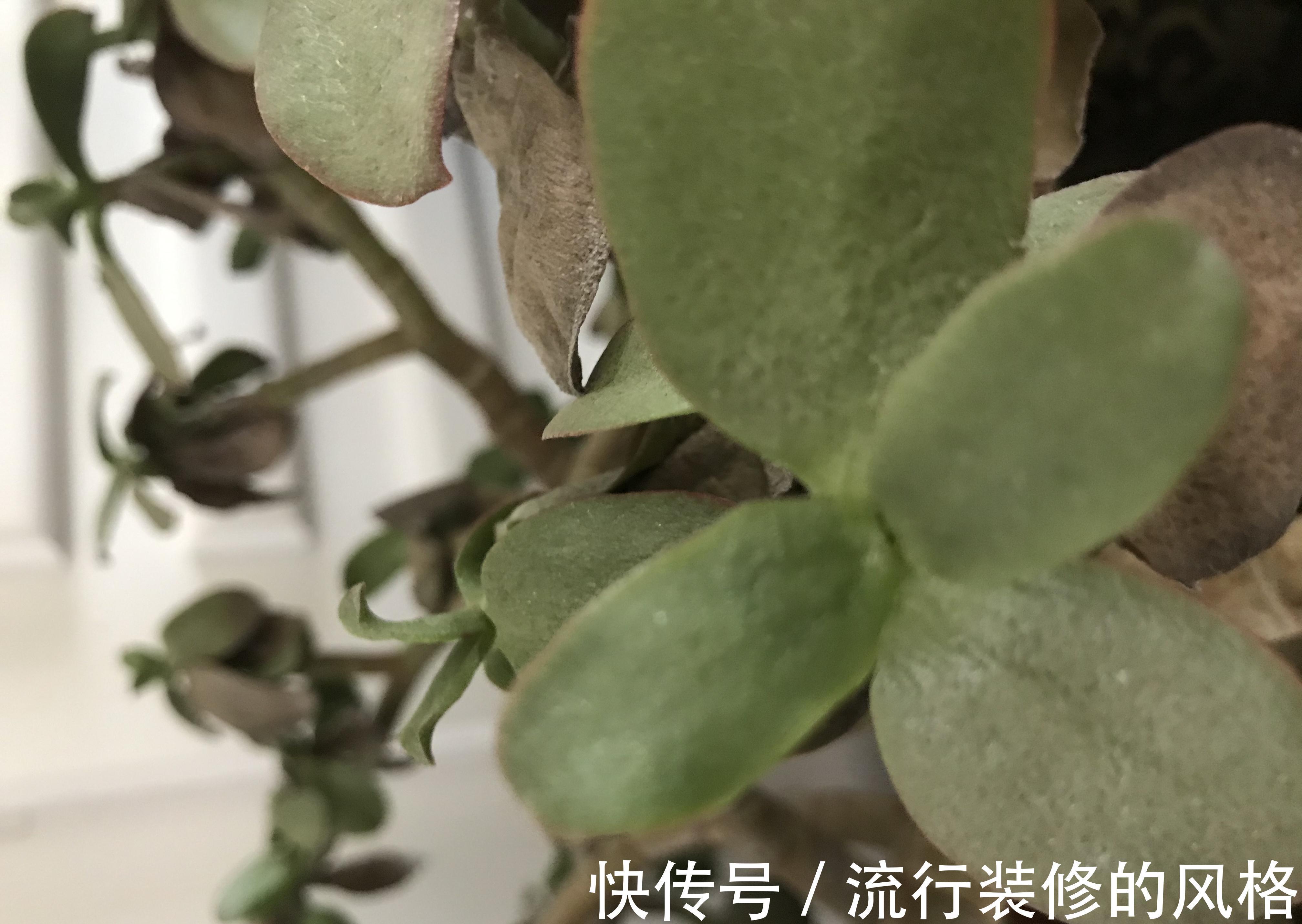 叶片|玉树叶片发软,能不能救活,恢复肉嘟嘟的叶片,攻略在这里