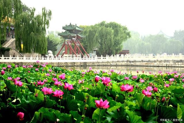 花语|荷花诗词24首:闲来静处听花语，风雨由它任贬褒