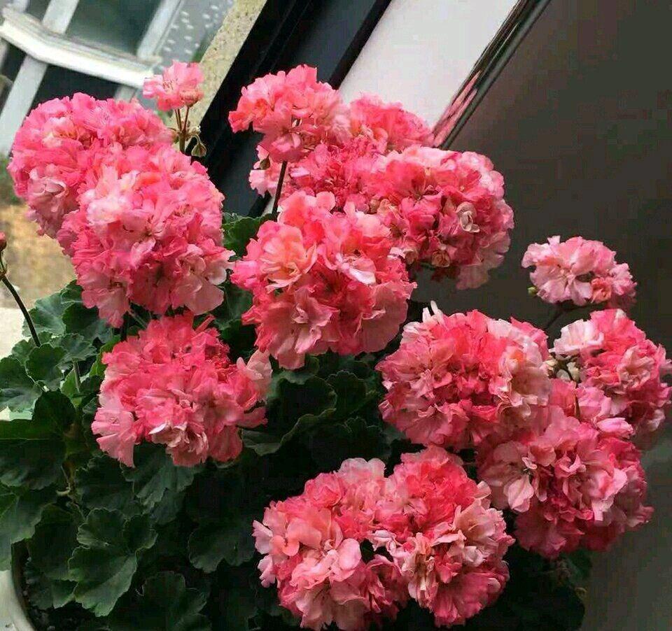 养花|黄豆泡一泡，倒进花盆里，劲大营养足，养花种菜一级棒
