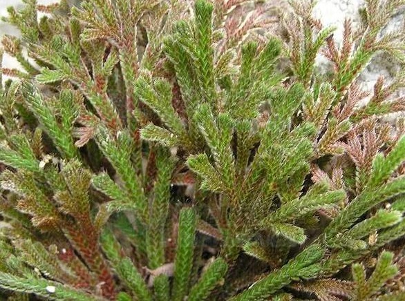 适应能力|传说中的“九死还魂草”，农村路边到处都是，药用价值极高