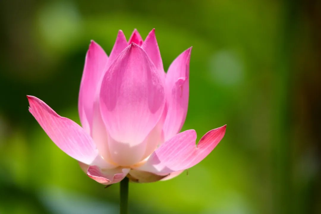 夏夜追凉|诗词丨人皆苦炎热,且以清凉度盛夏