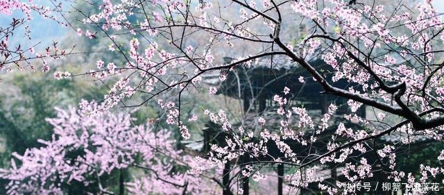 桃花源|重庆有一处天堂，专家说是陶渊明写的世外桃源，风景优美！